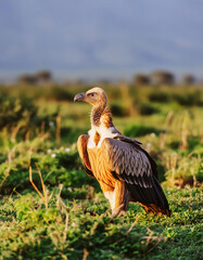 Obraz premium A wild Gyps africanus bird stands in lush grass, looking away while searching for prey