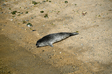 ゴマフアザラシ © ふわしん