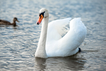 Swan swim in the lake
