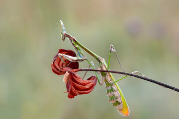 Close up of pair of Beautiful European mantis ( Mantis religiosa )