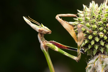 Close up of pair of Beautiful European mantis ( Mantis religiosa )