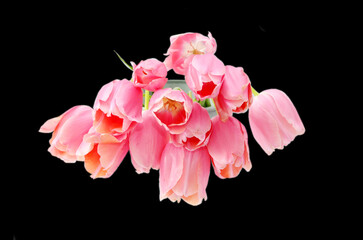 Light pink tulips, isolated on black background