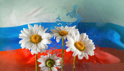 Bouquet of daisies on the background of the flag of Russia with water drops 