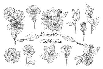 Set of various  elements  flowers of the calibrichoa. Set of simple and cute items for design. Vector hand drawn illustration. All elements are isolated.