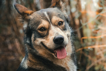 Smiling husky/alaskan malamute dog in the forest