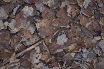 Dead Maple Leaves, Spruce Needles, and Sticks on the Forest Floor with a Dark Rusty Color