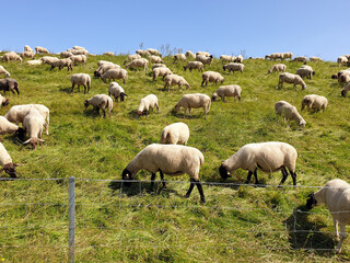 Grazing flock of sheep on the Elbe dike and blue sky in summer in Lühe, Jork, Altes Land, Lower Saxony, Germany