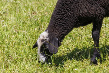 A black sheep with a white pale grazing in a green meadow