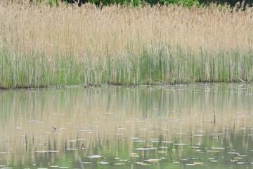 Marsh grass with reflection on wetlands still water background