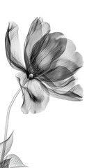 Abstract black flower on a white background. Black and white botanical illustration in a minimalist style.