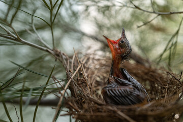 Hungry Baby Bird Waiting For Feeding A Food.