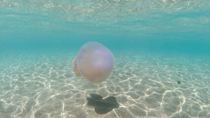 Closeup of Sea Moon barrel jellyfish, a jellyfish with a white body and blue tentacles is swimming...