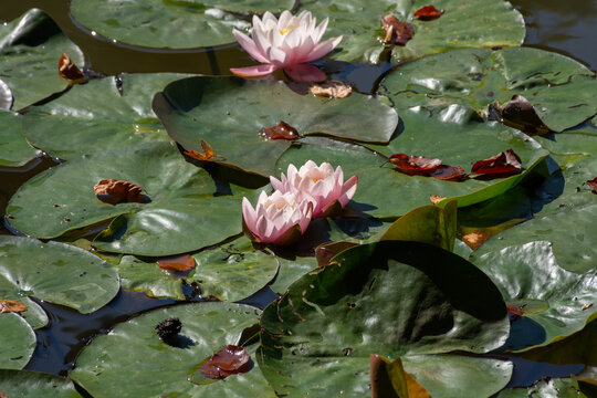 pink water lily