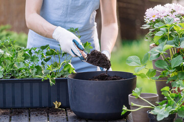 Woman gardener transplanted flowers using a shovel with mineral-enriched soil