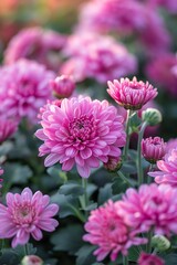 Closeup of vibrant purple chrysanthemums in full bloom, soft sunlight, detailed and lush