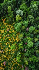 Aerial view of a vibrant wildflower field bordering a dense forest