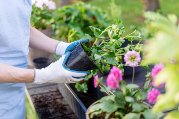 Fototapeta premium Woman in gloves holding green pelargonium, planted flower in garden