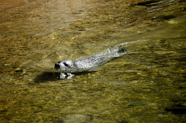 ゴマフアザラシ