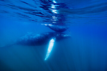 Naklejka premium humpback whale mother and calf underwater sunset in Pacific Ocean