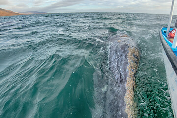 grey whale in magdalena bay mexico baja california mexico close up to the boat