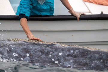 tourist hand while petting touching a grey whale in magdalena bay mexico baja california mexico...