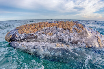 grey whale in magdalena bay mexico baja california mexico close up to the boat