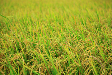 Landscape nature of rice field on rice paddy green color lush growing is a agriculture in Thailand 