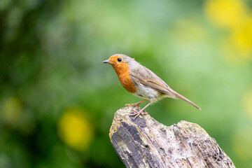 Robin (erithacus rubecula) standing on a old wood in a British back garden in Spring. With a vibrant green and yellow background. UK