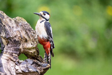 Male Great Spotted Woodpecker (Dendrocopos major) on wood in May. Yorkshire, UK in Spring