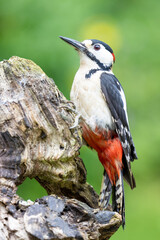 Male Great Spotted Woodpecker (Dendrocopos major) on wood in May. Yorkshire, UK in Spring
