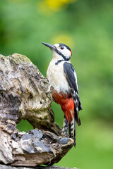 Male Great Spotted Woodpecker (Dendrocopos major) on wood in May. UK