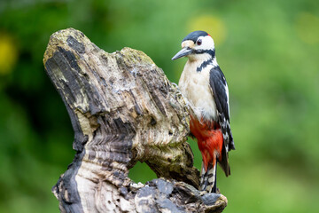 Male Great Spotted Woodpecker (Dendrocopos major) on wood in May, Spring. UK