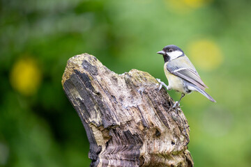 Stunning Great Tit (Parus Major) posed on a wood in a British back garden in Winter. Yorkshire, UK