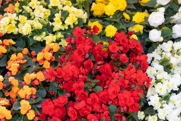 Color flower pattern, natural blooming texture background top view, beige, light flowers, white floral