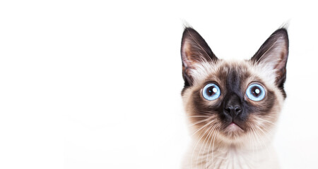 close up of a Siamese's cat shocked face. copy space