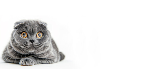 close up of a Scottish fold grey cat. copy space