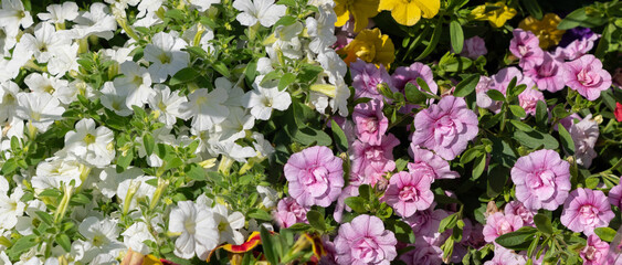 White flower pattern, natural blooming texture background top view, beige, light flowers, white floral