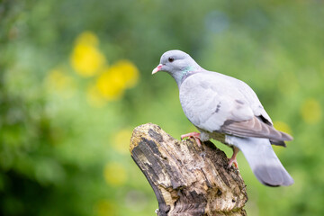 Stock dove (Columbas oenas) posed on a wooden log with a dappled green and yellow background. Yorkshire, UK in May