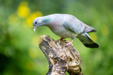 Stock dove (Columbas oenas) posed on a wooden log with a dappled green and yellow background. UK