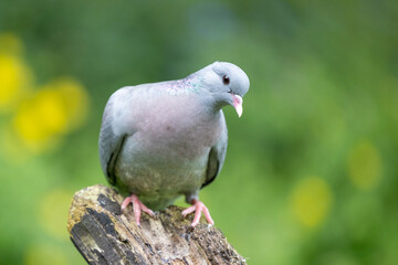 Stock dove (Columbas oenas) posed on a wooden log with a dappled green and yellow background. UK