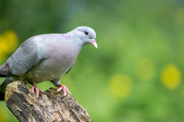Stock dove (Columbas oenas) posed on a wooden logwith a dappled green and yellow background. Yorkshire, UK in May