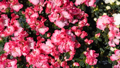 Flowering bushes with white and pink rhododendron gentle flowers in spring garden close up
