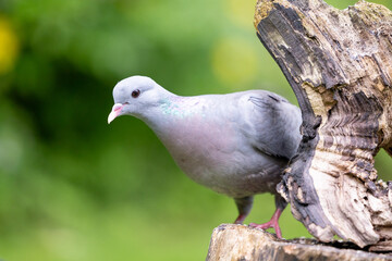 Stock dove (Columbas oenas) posed on a wooden log with a dappled green and yellow background. UK in May