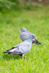 Stock dove (Columbas oenas) posed on a wooden log. Yorkshire, UK in May