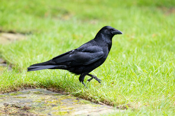 Carrion crow (Corvus corone) walking across grass, english garden lawn.