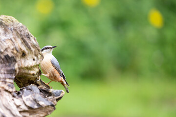 Nuthatch (Sitta Europaea) posing on wood with a dappled green and yellow background - Yorkshire, UK in May