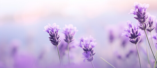 lavender field in region abstract background HD image wallpaper