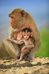 Family monkeys on khao chong Krajok Mountain (mirror Tunnel Mountain) in Prachuap khiri khan, Thailand 