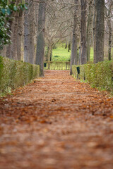 Naklejka premium Path Running Through Wooded Area in El Retiro Park, Madrid