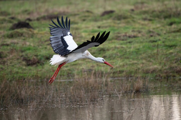 Storch im Landeanflug